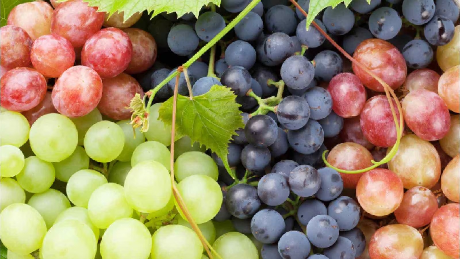 grapes2