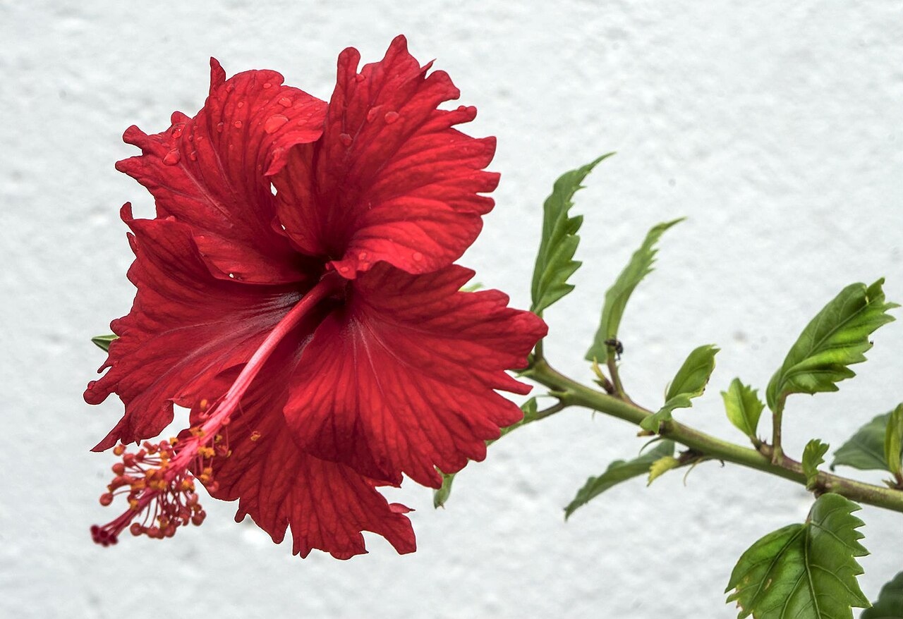 hibiscus