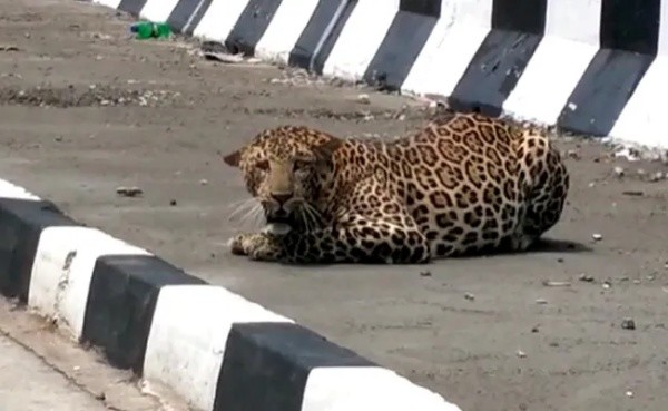 leopard