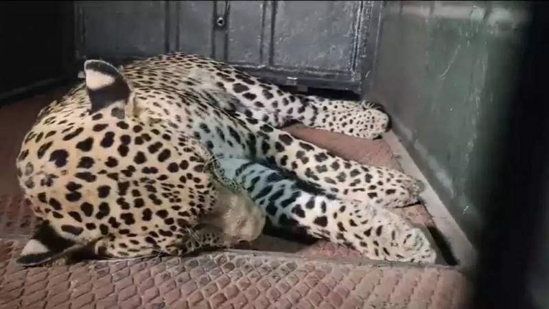 leoparrd