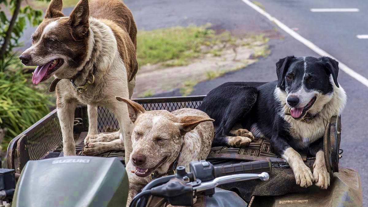 Dogs