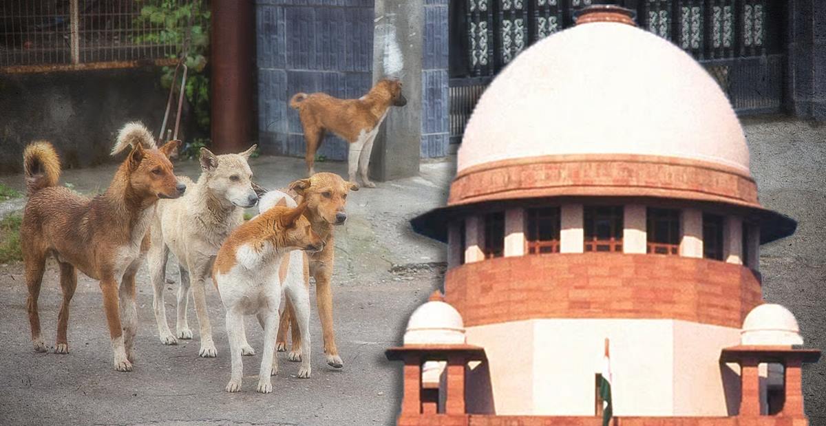 dog vs high court
