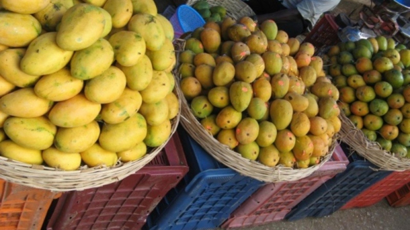 small size mangoes