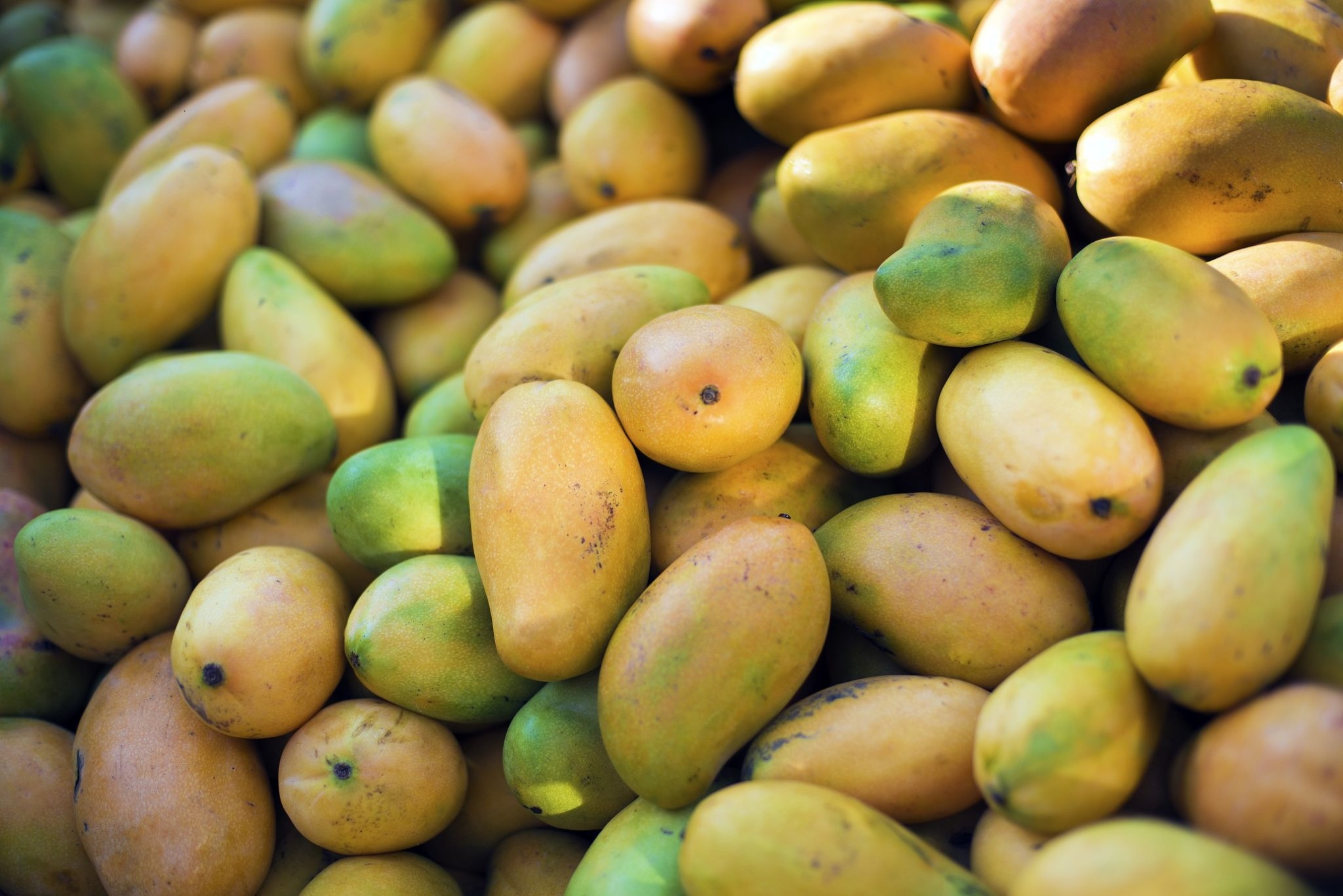 chemically ripened mangoes