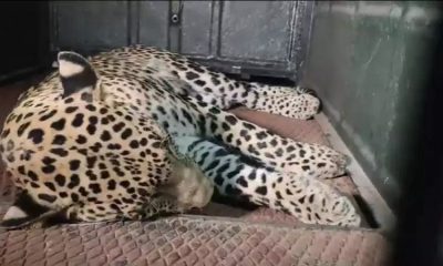 leoparrd