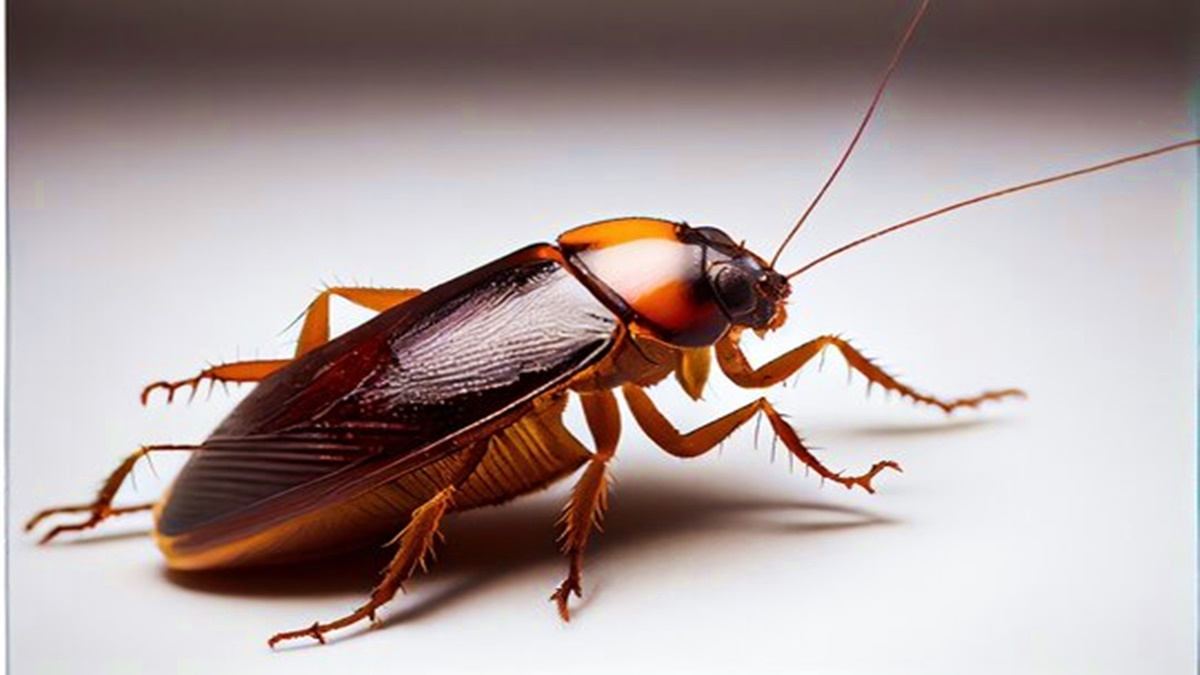 Cockroach